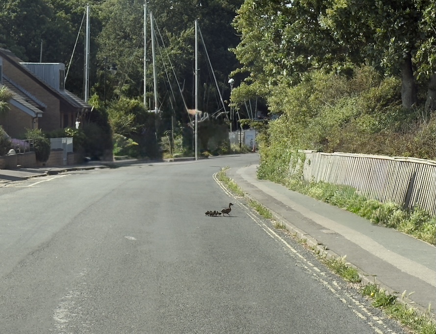 Ducking Out of the Fast Lane: A Charming Road Moment in Netley